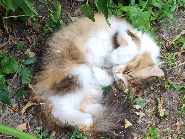 Gato Salvaje Descansando Sobre Hierba Verde —  Fotos de Stock