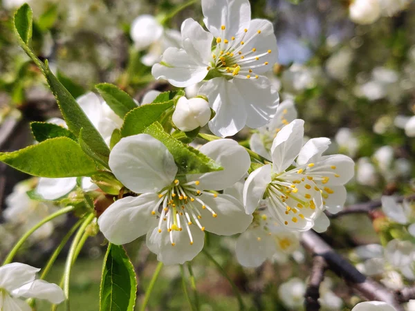 春の枝の桜の花 — ストック写真