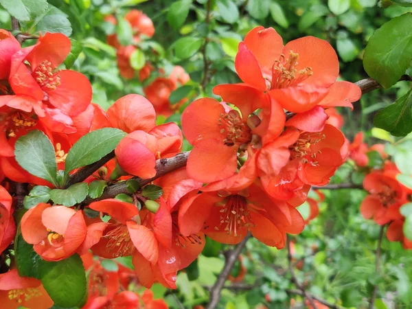 Japanska Kvitten Eller Chaenomeles Japonica Blommor Chaenomeles Japonica Våren Trädgården — Stockfoto