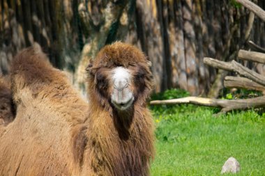 Deve. Yaz aylarında yalnız vahşi deve.
