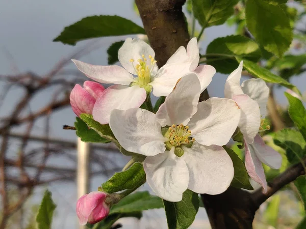 apple blossoms on apple tree branch on the springtime