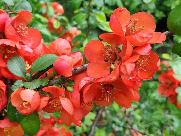 Japanska Kvitten Eller Chaenomeles Japonica Blommor Chaenomeles Japonica Våren Trädgården — Stockfoto