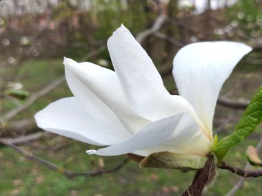 Bahar güzel Manolya çiçek Park