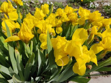 Yaz başında güzel bir zambak çiçeğinin yakın çekimi. 