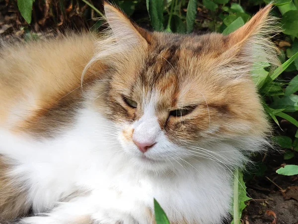 Katt Tittar Bort Gården Tidigt Morgonen — Stockfoto