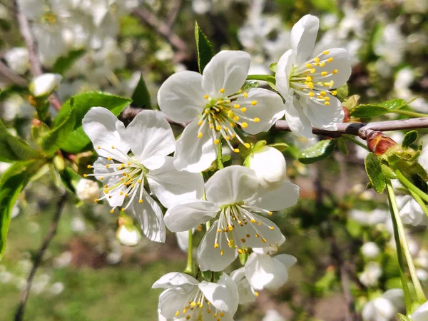 春の枝の桜の花 — ストック写真