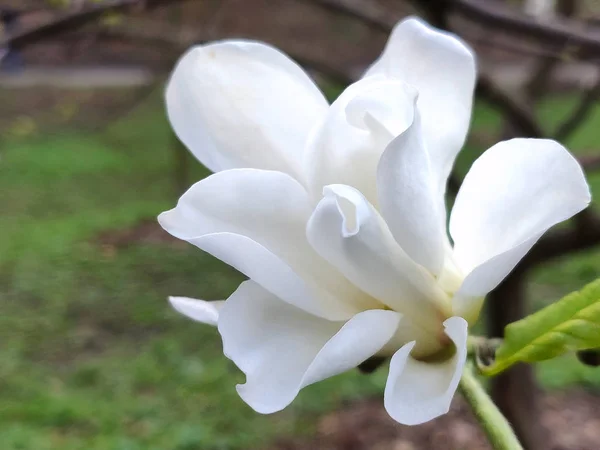 Květ Magnolie Jarní Parku — Stock fotografie