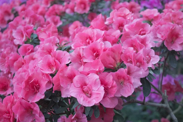 Azalea Blomma Blommar Ren Parken — Stockfoto