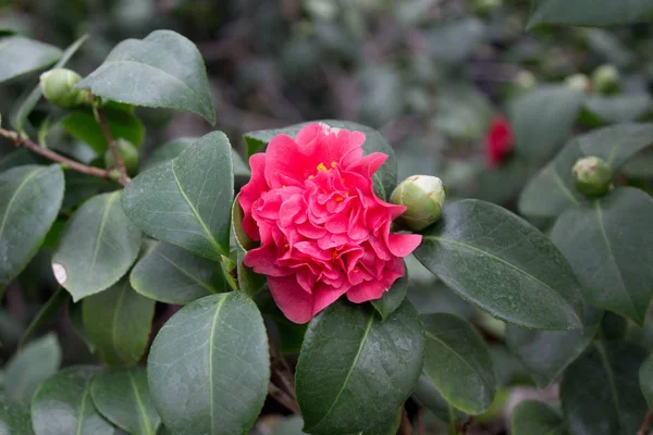 Λουλούδι Καμέλιας Ανθίζει Την Άνοιξη Στο Πάρκο — Φωτογραφία Αρχείου