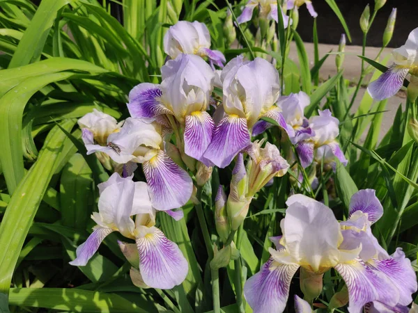 Close Uma Bela Íris Flores Início Verão — Fotografia de Stock