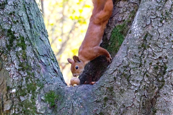 Sonbahar Parkında Kırmızı Sincap — Stok fotoğraf