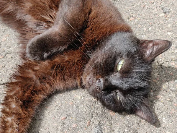 Чорний Кіт Відпочиває Дворі Рано Вранці — стокове фото
