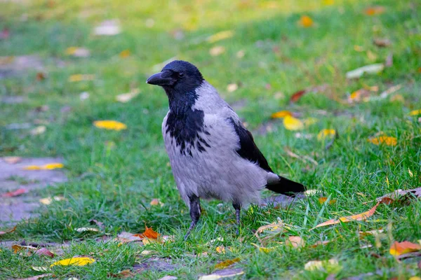 Pássaro Corvo Parque Outono — Fotografia de Stock