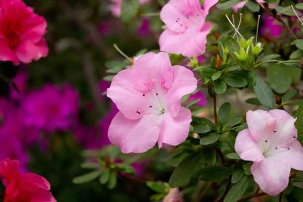 Azalea Blomma Blommar Ren Parken — Stockfoto