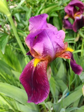 Iris çiçeği. Yakın çekim yaz başında bir güzel Iris çiçek dolu 