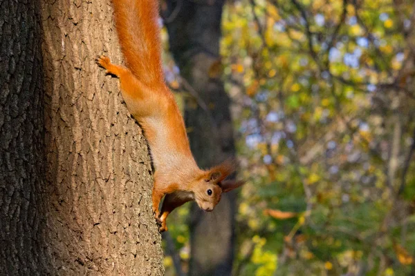 秋の公園の赤いリス — ストック写真