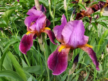 Yaz başında güzel bir zambak çiçeğinin yakın çekimi. 