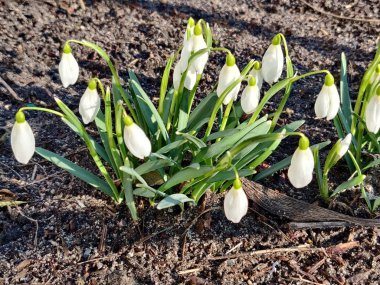 Ormanda, açık havada, beyaz ilkbahar kardelen çiçekleri