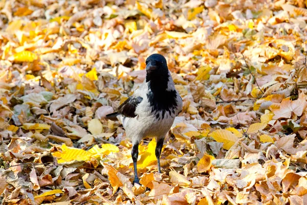 Pássaro Corvo Parque Outono — Fotografia de Stock