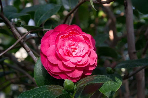 Camellia Virág Virágzik Tavasszal Parkban — Stock Fotó