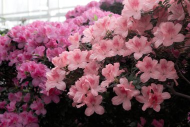 Azalea çiçeği parkta baharda çiçek açıyor.