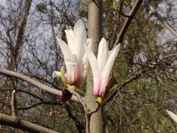 Magnolia Fleur Printemps Dans Parc — Photo