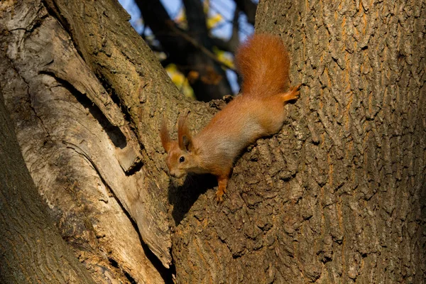 Veveriță Roșie Parcul Toamnă — Fotografie, imagine de stoc