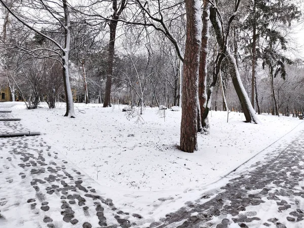 Parktaki Kardaki Ağaçlar Ukrayna Kiev Kış — Stok fotoğraf