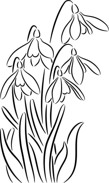 Illustration Vectorielle Fleurs Fraîches Perce Neige Isolées — Image vectorielle