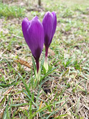 bahar, açık çiğdem bahar çiçekleri