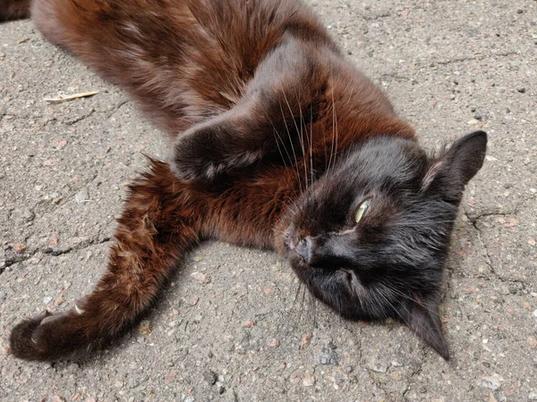 Чорний Кіт Відпочиває Дворі Рано Вранці — стокове фото