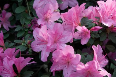 Azalea çiçeği parkta baharda çiçek açıyor.