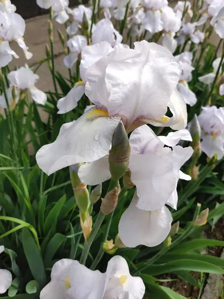 Închiderea Unei Flori Frumoase Iris Începutul Verii — Fotografie, imagine de stoc