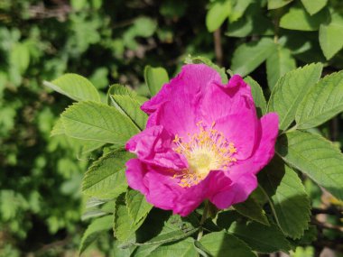 Kuşburnu bush ile pembe çiçek mayınları