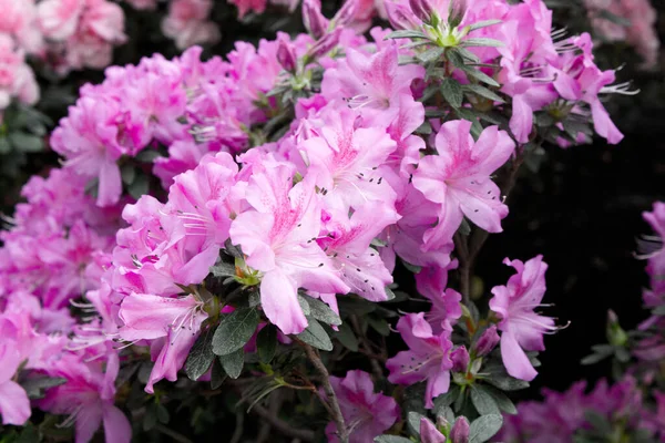 Azalea Blomma Blommar Ren Parken — Stockfoto