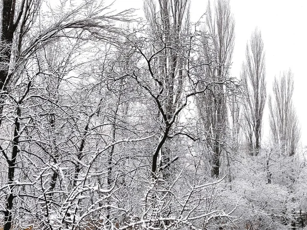 Δέντρα Στο Χιόνι Στο Πάρκο Χειμώνας Στην Ουκρανία Κίεβο — Φωτογραφία Αρχείου