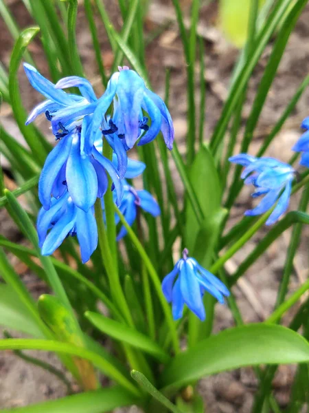 Niebieskie Wiosenne Kwiaty Lesie Zewnątrz — Zdjęcie stockowe