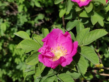 Kuşburnu bush ile pembe çiçek mayınları