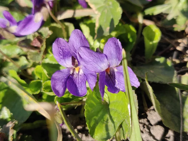 Весной Цветут Свежие Фиолетовые Цветы — стоковое фото