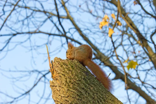 秋の公園の赤いリス — ストック写真