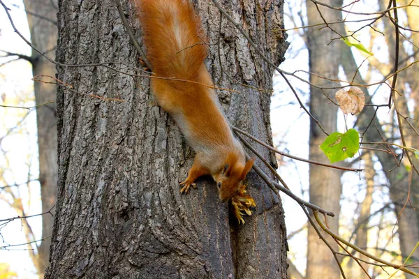 Rotes Eichhörnchen Herbstpark — Stockfoto