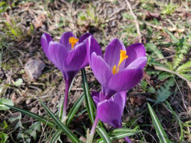 bahar, açık çiğdem bahar çiçekleri