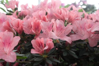 Azalea çiçeği parkta baharda çiçek açıyor.