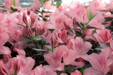 Azalea çiçeği parkta baharda çiçek açıyor.