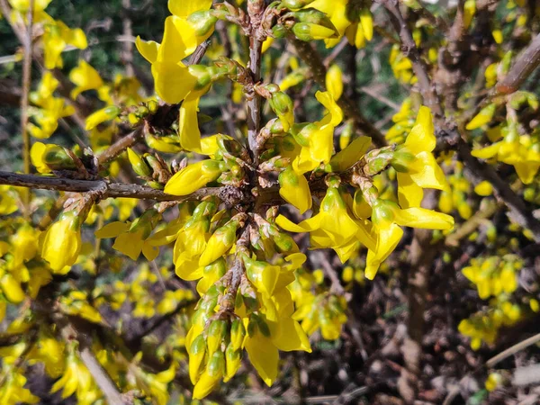 Floraison Forsythie Jaune Symbole Printemps Pâques — Photo