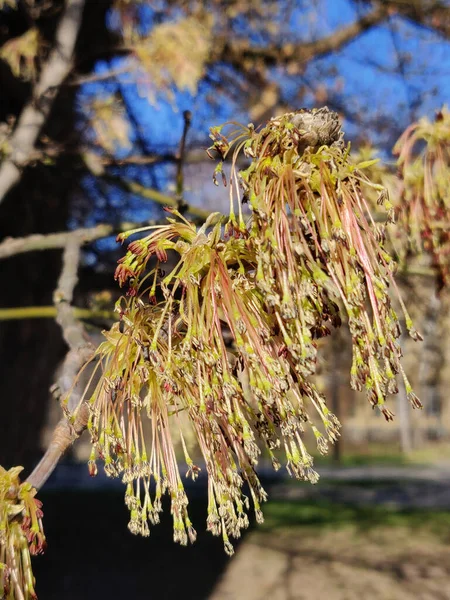 Érable Fleurit Printemps Dans Parc — Photo