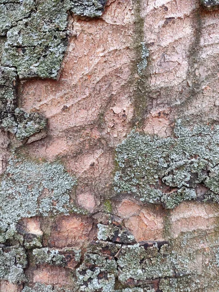 Casca Texturizada Uma Árvore Textura Madeira — Fotografia de Stock