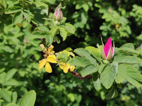 Rose Hip Bush Strewn Pink Flowers — Stock Photo, Image