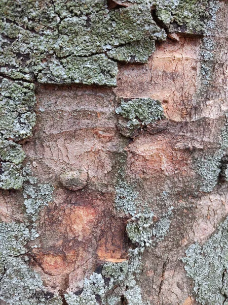 Strukturovaná Kůra Stromu Dřevěná Textura — Stock fotografie