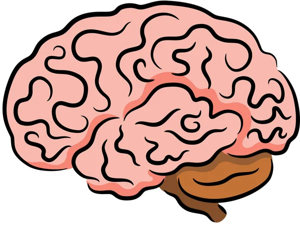 Illustration Human Brain Isolated Vector Illustration — Stock Vector
